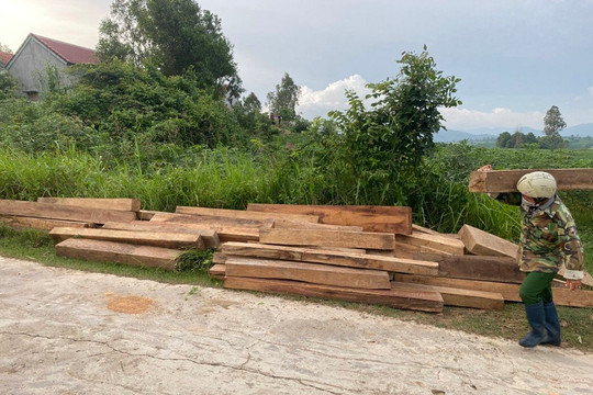 Phú Yên: Nhân viên bảo vệ rừng tàng trữ trái phép hơn 155 khúc gỗ bị tạm đình chỉ công tác