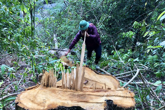 Quảng Ngãi: Rừng đầu nguồn huyện Minh Long bị tàn phá