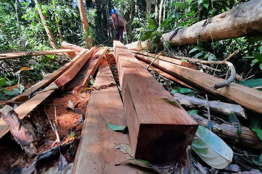 Quảng Nam: Chấn chỉnh công tác quản lý, bảo vệ rừng trên địa bàn