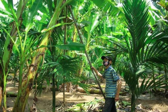 Quảng Ngãi: Vùng thủ phủ trồng “chuối tiến vua” bảo vệ chuối ngã, đổ trong mùa mưa