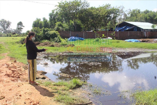 Quảng Nam: Người dân bức xúc trại nuôi bò gây ô nhiễm môi trường