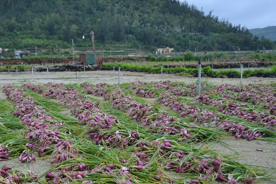 Quảng Ngãi: Nông dân Lý Sơn bị thiệt hại hơn 80ha hành tím chuẩn bị thu hoạch