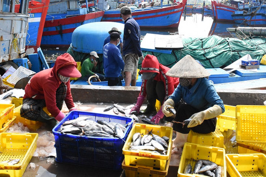Quảng Ngãi: Từ 18h ngày 12/10 tất cả các cảng cá, bến cá hoạt động trở lại