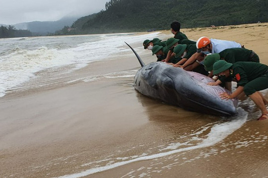 Thừa Thiên – Huế: Giải cứu cá voi nặng 3 tấn mắc cạn bị sóng biển đánh vào bờ