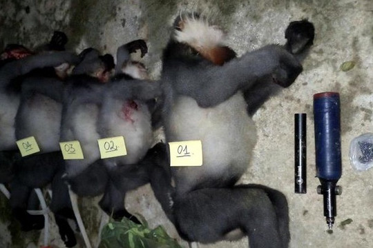 Quảng Ngãi: Điều tra, xử lý nghiêm vụ bắn chết 5 cá thể Voọc chà vá chân xám quý hiếm