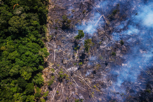 Brazil và hơn 100 quốc gia cam kết chấm dứt nạn phá rừng vào năm 2030