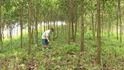 Gần 119 tỷ đồng chi trả cho dịch vụ môi trường rừng ở Lào Cai