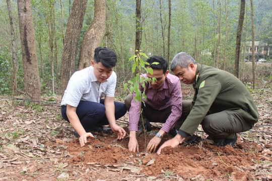 Bình Định: Chọn quy trình phù hợp để trồng cây bản địa ở rừng phòng hộ