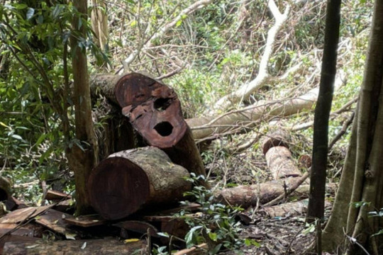 Gia Lai: Khởi tố vụ án phá rừng, gây thiệt hại gần 22 m3 gỗ hương tại Vườn Quốc gia Kon Ka Kinh