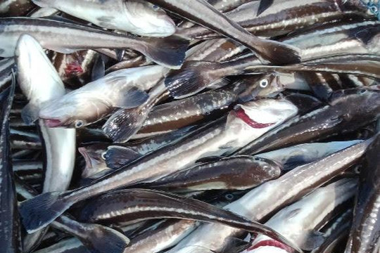 Kiên Giang: Gần 14 tấn cá nuôi lồng bè chết chưa rõ nguyên nhân