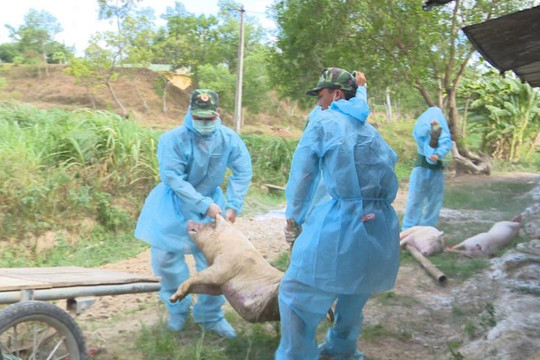 Bùng phát dịch tả lợn châu Phi, Quảng Trị tiêu hủy hơn 4.000 con lợn