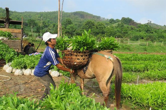 Phú Yên: Phê duyệt Đề án trồng 15 triệu cây xanh giai đoạn 2021-2025