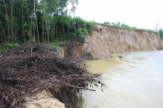 Quảng Ngãi: Bờ sông Trà Bồng bị sạt lở nghiêm trọng