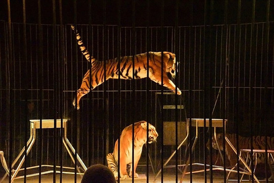 Pháp cấm biểu diễn xiếc động vật hoang dã từ 2024