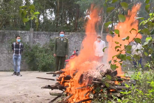 Nghệ An: Tiêu hủy cá thể hổ nặng hơn 150 kg, chết bất thường