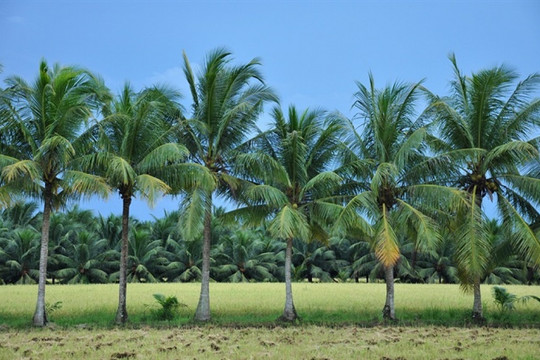 Trà Vinh: Sản xuất dừa hữu cơ bảo vệ môi trường