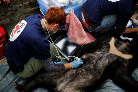 Cứu hộ cá thể gấu cuối cùng bị nuôi nhốt tại tỉnh Sơn La