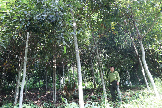 Thái Nguyên: Nâng cao hiệu quả công tác quản lý, bảo vệ rừng