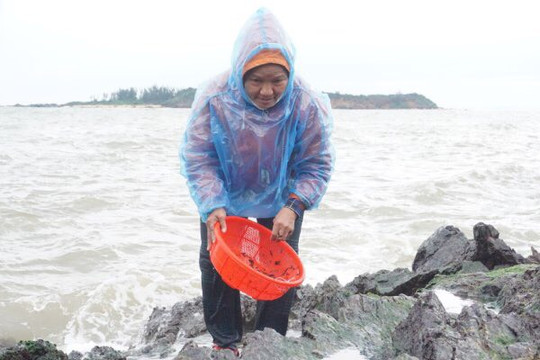 Quảng Nam: Ngư dân rủ nhau đi “đội sóng” hái lộc biển cuối năm