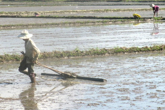 Nông dân Bình Định tập trung cứu lúa sau bão