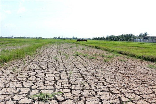 Ứng phó với tình trạng thiếu nước mùa khô ở Đồng bằng sông Cửu Long