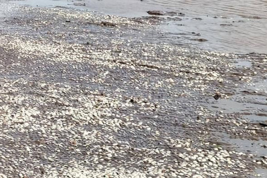 Bạc Liêu: Gần 150 ha nghêu ở vùng ven biển chết hàng loạt