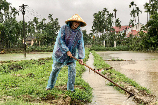 Quảng Ngãi: Gần 6.800 ha lúa Đông Xuân bị ngập úng, hư hại do mưa lớn