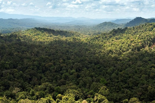 5 rừng mưa lớn nhất thế giới