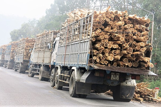 Quảng Bình phấn đấu trồng 1.000 ha rừng gỗ lớn trong năm 2022