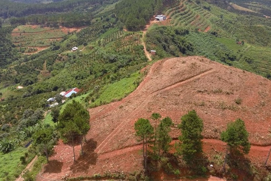 Lâm Đồng: 34% vụ phá rừng chưa xác định được đối tượng