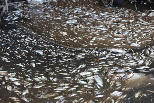 Quảng Nam: Cá chết nổi trắng ở mương dẫn nước từ khu công nghiệp ra sông