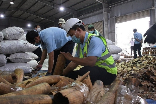 Bắt giữ hơn 6 tấn vảy tê tê, ngà voi nhập lậu từ Nigeria về Đà Nẵng