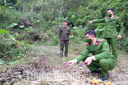 Tuyên Quang: Thả cá thể mèo rừng về môi trường tự nhiên