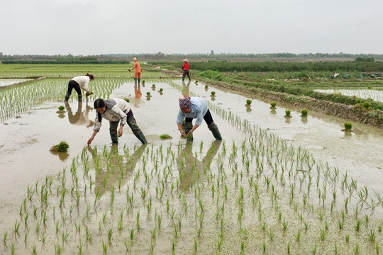 98,5% diện tích đã có nước phục vụ gieo cấy lúa vụ Đông Xuân