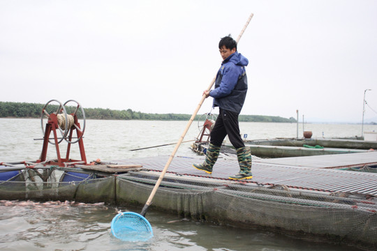 Rét đậm kéo dài ảnh hưởng đến việc nuôi cá lông ở Bắc Ninh
