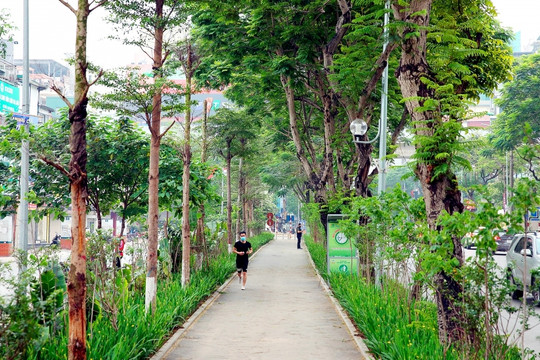 Hà Nội: Phấn đấu trồng mới từ 200.000-250.000 cây bóng mát, cây lấy gỗ