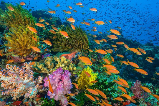 Nhiệt độ Trái đất tăng khiến hơn 45.000 loài sinh vật biển bị đe dọa
