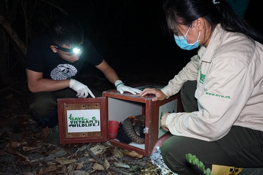 Vườn Quốc gia Cúc Phương tái thả 12 cá thể tê tê Java