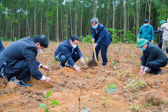 Quảng Trị: Trồng mới 5,6 triệu cây quế
