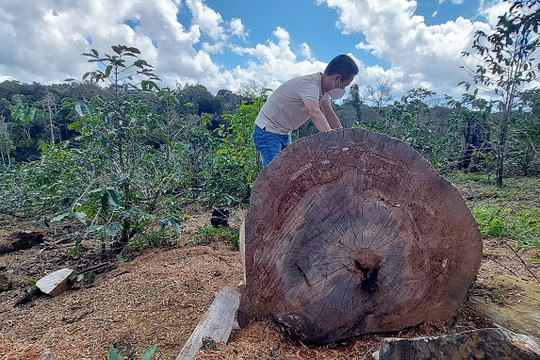 Kon Tum: Chi 92 tỉ đồng để trồng rừng trong năm 2022