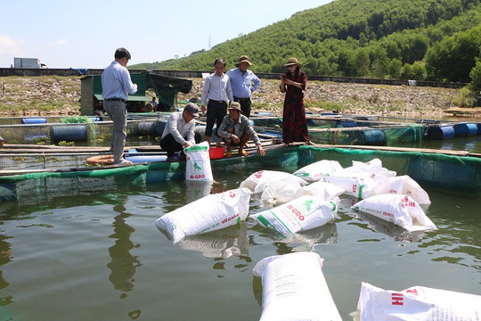Quảng Ngãi hỗ trợ 7,5 tỷ đồng cho nuôi thuỷ sản trên sông, lòng hồ chứa nước
