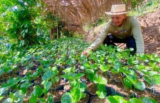 Colombia tiến bộ trong việc thay thế cây trồng bất hợp pháp