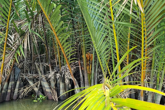 Quảng Ngãi: Bảo vệ rừng dừa nước chống biến đổi khí hậu