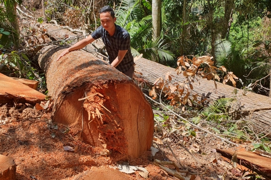 Kon Tum: Cận cảnh cánh rừng ở thị trấn Măng Đen bị tàn phá nghiêm trọng