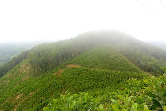 Tỷ lệ che phủ rừng của toàn tỉnh Quảng Ngãi đạt 50,72%