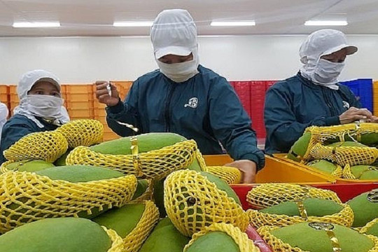 Triển vọng xuất khẩu xoài của Việt Nam