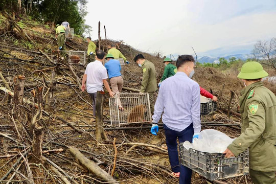 Hà Tĩnh: Vườn Quốc gia Vũ Quang tiếp nhận 39 cá thể động vật hoang dã