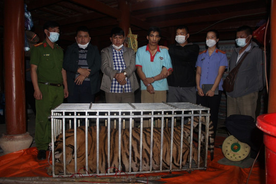 Điện Biên: Bắt giữ nhóm đối tượng giết hổ để nấu cao