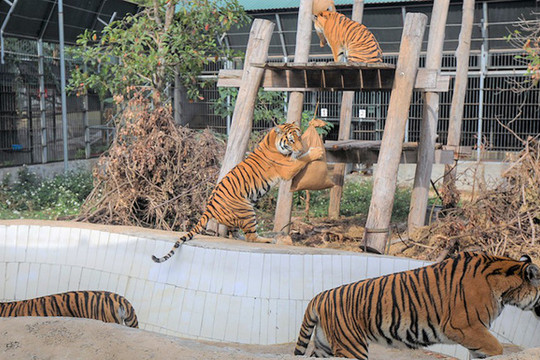 Đưa 7 con hổ từ Nghệ An vào Quảng Bình nuôi dưỡng