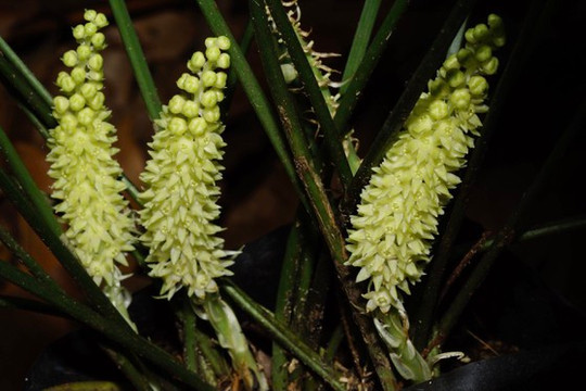 Phát hiện loài thực vật mới ở vườn quốc gia Cát Tiên